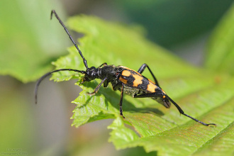 #16014 Longhorn Beetle (Leptura sp?)