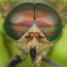#16912 Horsefly