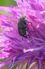 #17159 Weevil (Larinus turbinatus)