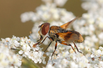 #19287 Fly