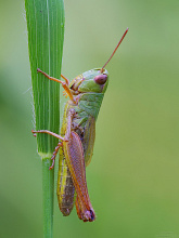 #82382 Grasshopper