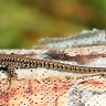 #06326 Lizard (Lacerta muralis)