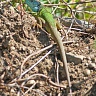 #12430 Lizard (Lacerta viridis)