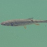 #12438 Fish (Leuciscus cephalus)