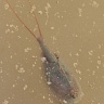 #16893 Triops (Triops cancriformis)