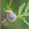 #18181 Slug