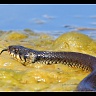 #05649 Snake (Natrix natrix)