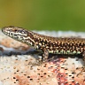 #06325 Lizard (Lacerta muralis)