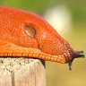 #07113 Slug (Arion ater)