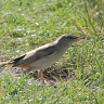 #06319 Lacar Mare in iarba cu insecta in cioc