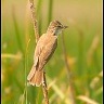 #06188 Lacar mare iesit la agatat femele (cu insecta in cioc)