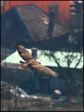 #11792 Libertate (Soricar)