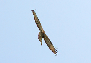 #15168 Viespar - zbor frontal