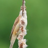 #15598 Timiditate (Lacar mare)