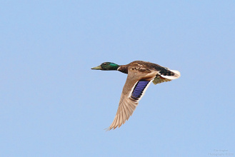 #15778 Rata Mare (mascul)