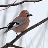 #19946 Gaita (subadult?)