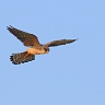 #23632 Vanturel de Seara (femela)