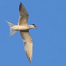 #64280 Chira de balta