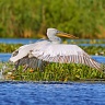 #64925 Pelican cret