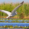 #64927 Pelican cret