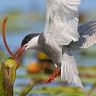 #65231 Chirighita cu obraz alb