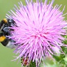 #06403 Bumblebee