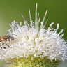 #06943 Bee