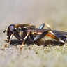 #07160 Hoverfly (Xylota sylvarum ?)