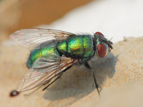 #08007 Fly (Lucilla sp.)