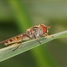 #08042 Hoverfly
