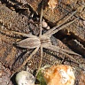 #12308 Spider (Pisaura mirabilis?)