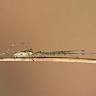 #12364 Spider (Tetragnatha sp ?)