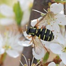 #13024 Hoverfly (Xanthogramma citrofasciatum)