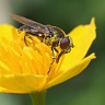#13139 Fly on yellow flower (Cheilosia sp. ?)