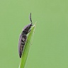 #13365 Click Beetle