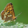 #13870 Butterfly