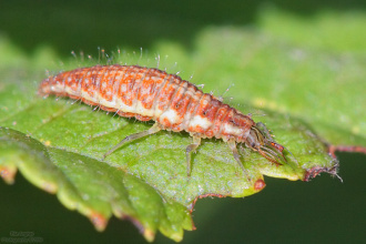 #16084 Goa'uld like (Neuroptera larva)
