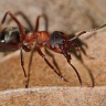 #16835 Ants (red forest ants)