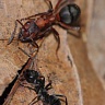 #16838 Ants (forest red ants)