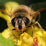 #17116 Hoverfly