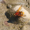 #17435 Hoverfly (Volucella zonaria - female)