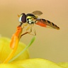 #17963 Hoverfly