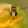 #17965 Hoverfly