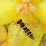 #17969 Hoverfly