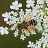 #18120 Hoverfly (Eristalis sp. -female)