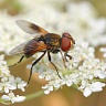 #18133 Fly