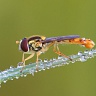#18162 Hoverfly (Episyrphus balteatus?)