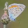 #18209 Butterfly