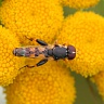 #18400 Hoverfly (Syritta sp. ?)