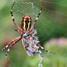 #18501 Spider with prey (Argiope bruennichi)